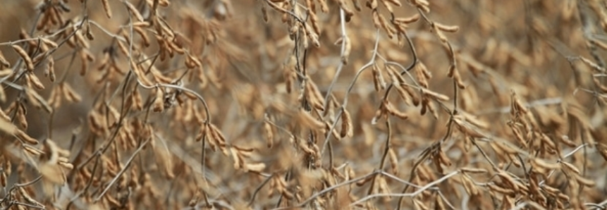 Brasil assumirá dianteira na produção de grãos
