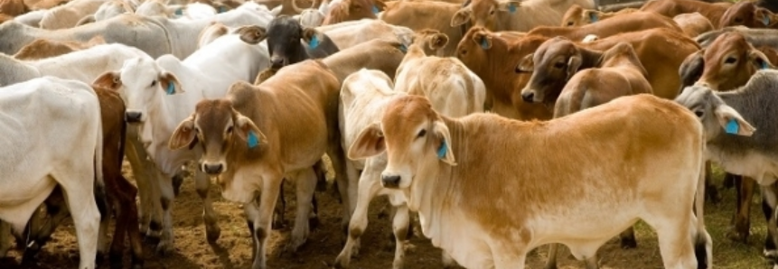 Expectativas de preços firmes para o sebo bovino