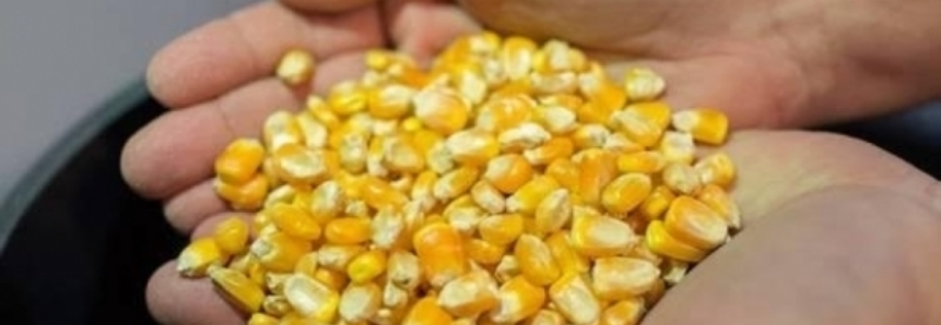 FAO mostra Brasil de importador a exportador de alimentos em duas décadas