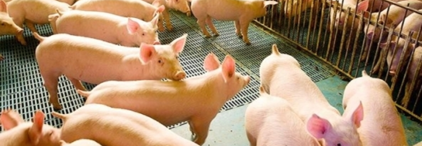 Exportações de carne suína totalizam 278,3 mil toneladas no 1° semestre