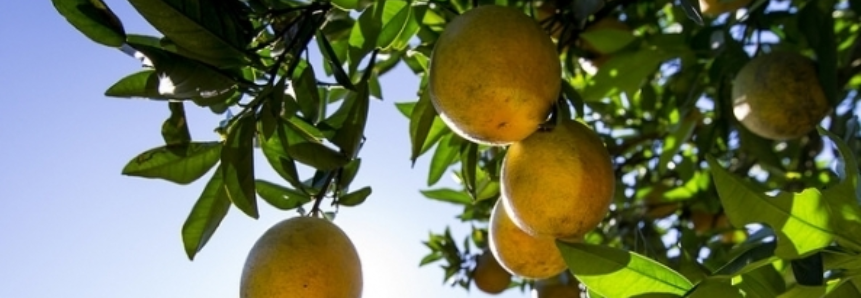 Exportação de suco de laranja do Brasil cresce 29% na safra 2017/18, diz CitrusBR