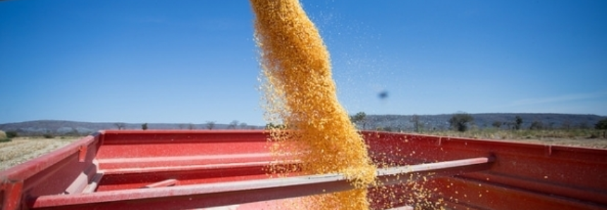 Queda na produção do milho reduz estimativa da safra de grãos da Conab, avalia CNA