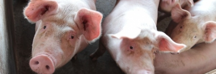 CNA pede esforço do governo para negociar exportação da carne suína brasileira para o México