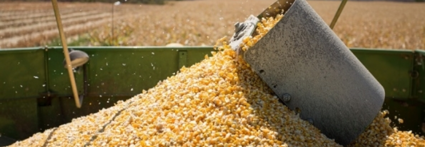 Área de milho para silagem cresceu 46,7% em quatro anos em SC