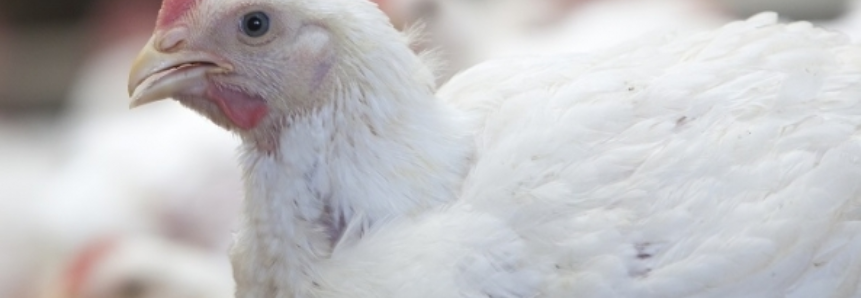 Brasil vai exportar material genético avícola para o Quênia