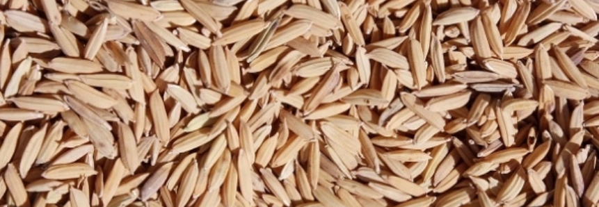 Santa Catarina inicia exportação de arroz em casca