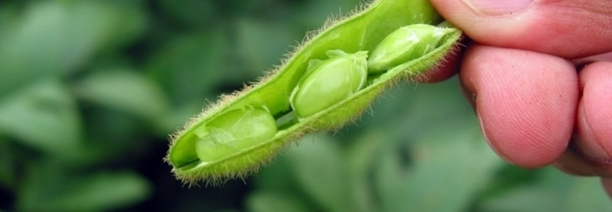 Soja produzida no Matopiba representa 11% da produção nacional