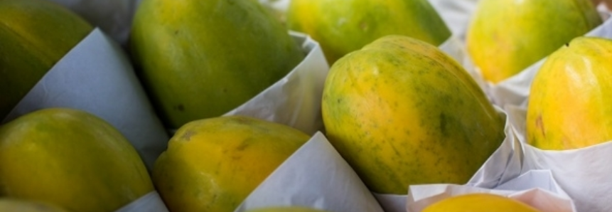 Mamão: Com chuvas mais distribuídas, fruta apresenta qualidade superior