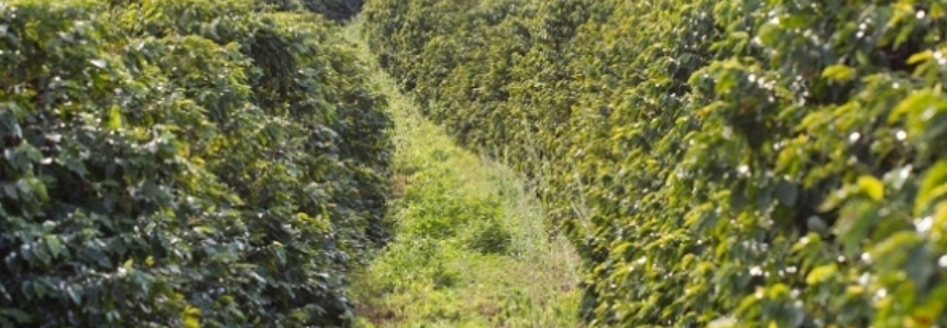 Clima indica uma safra de café com qualidade no Brasil