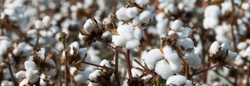 Bahia tem recorde de produtores de algodão com certificação internacional de sustentabilidade no campo