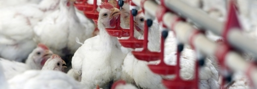 Aumento da produtividade do frango em quatro décadas