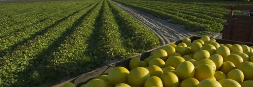 Brasil pode dobrar produção de melão com abertura do mercado da China