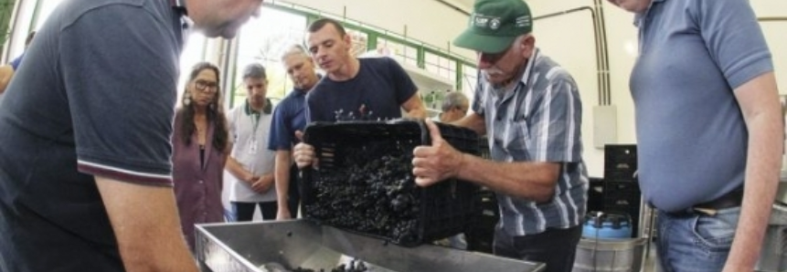 Curso do Senar/PR revitaliza produção de uvas e vinhos em São José dos Pinhais