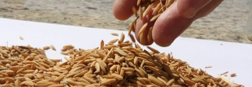 RS e SC negociam 73% do arroz ofertado no leilão de PEP da Conab
