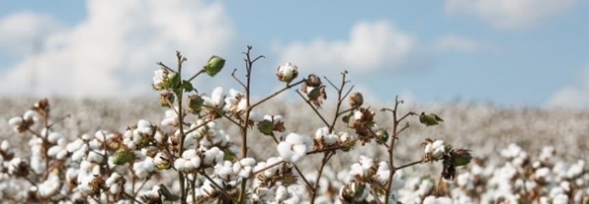 Área de algodão em MT deve ser 25% maior do que na safra 2016/17