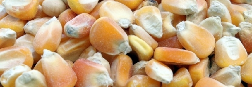 Brasil tomará liderança dos EUA na exportação de milho em 5 anos