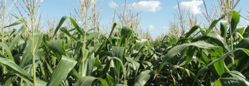 Embarques de milho em janeiro avançam 108,3% na comparação anual, diz MDIC