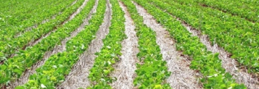 Plantio de safrinha de milho supera 7% da área em MT, diz Imea