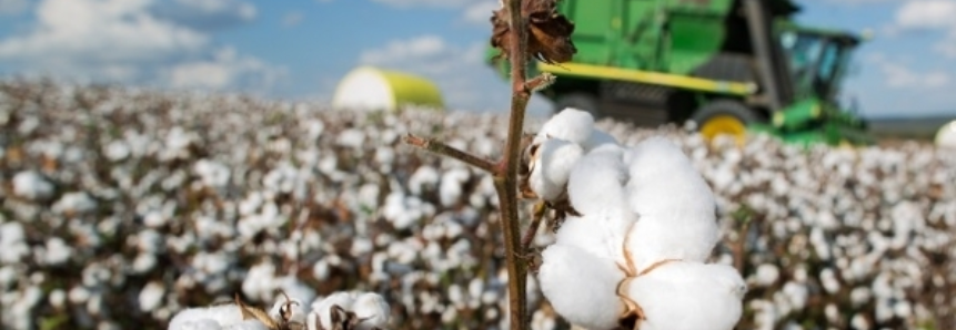 Plantio do algodão termina dia 31 e MS já aumentou em 6% a área da lavoura