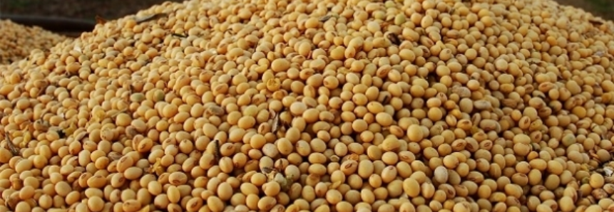 Mato Grosso do Sul se prepara para nova supersafra de soja