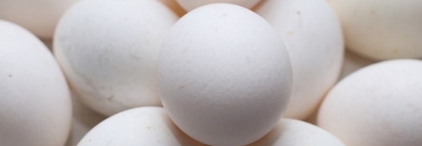 Ovos: Exportações caem para o menor patamar desde 2012