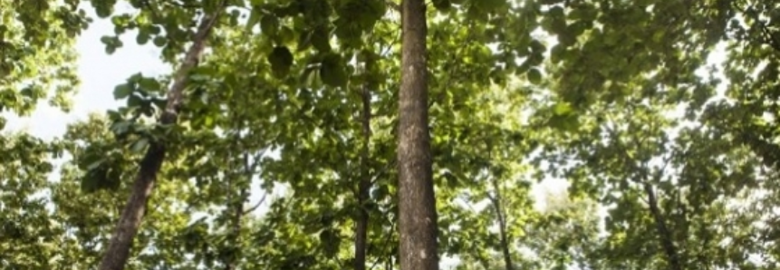 Produção de florestas plantadas será debatida no Florestar 2017