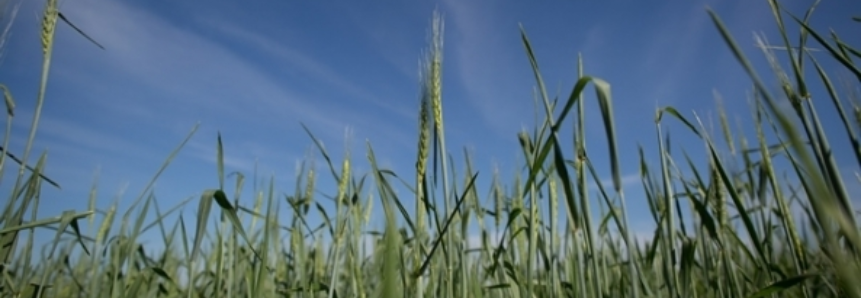 Área de trigo em Santa Catarina deve cair 25%
