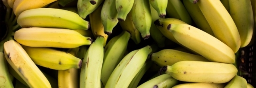 Banana: Cotações da prata reagem no Vale do Ribeira (SP)