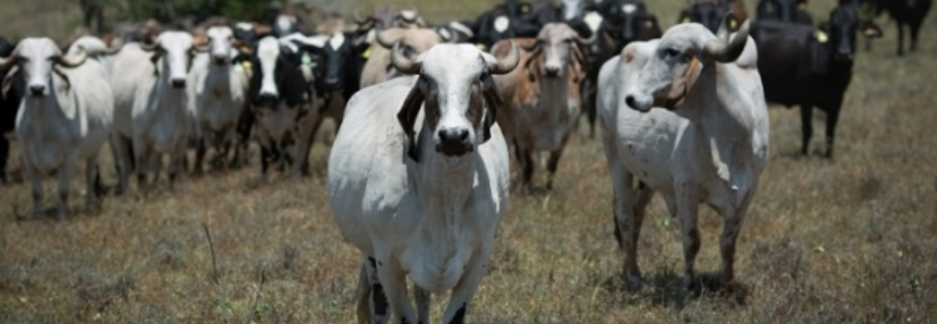 Exportações de carne bovina brasileira fecham em alta de 13%