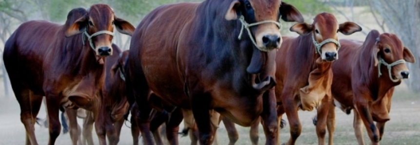 Exportação de bovinos vivos chega a 340,34 mil animais até novembro