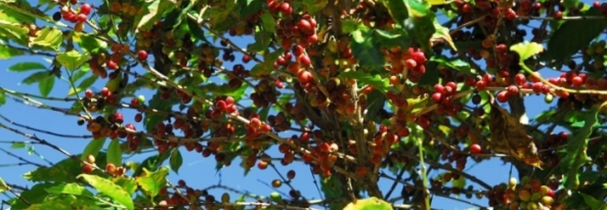 Exportações de café brasileiro atingem 2,7 milhões de sacas em novembro