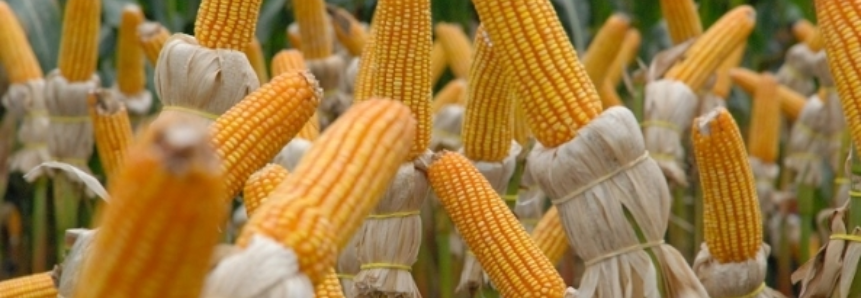 México amplia importação de milho do Brasil