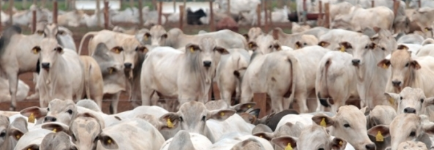 Assocon divulga crescimento de 5% no número de bovinos confinados em 2017