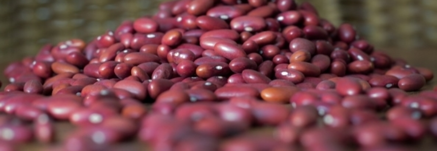 Área para o cultivo de feijão é mantida no Brasil, aponta Conab