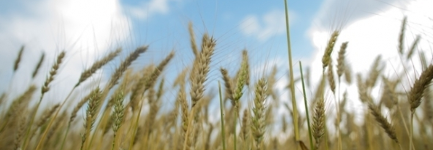 Argentina chega a 95,3% do trigo plantado a nível nacional