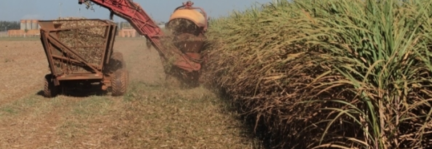 Cana-de-açúcar: 23,35 milhões de toneladas foram processadas em novembro