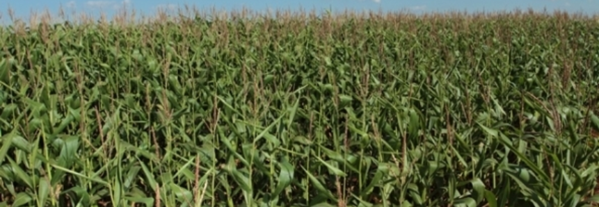 Colheita da segunda safra de milho chega a 41,5% da área cultivada em MS, aponta entidade