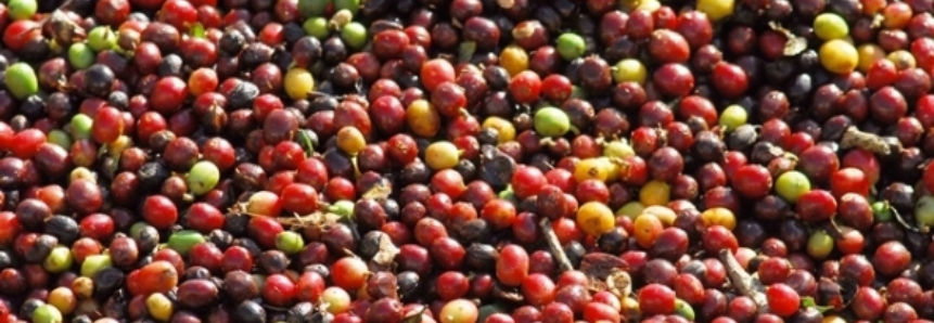 Exportação mundial de café cresceu 5,7% em junho, informa OIC