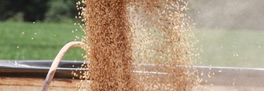 Safra de grãos do Paraná é estimada em 40 milhões de toneladas