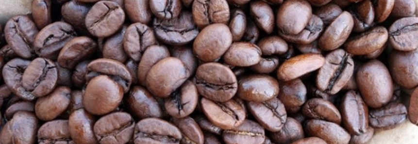 Café: Recuo do produtor sustenta preço do robusta; arábica tem alta