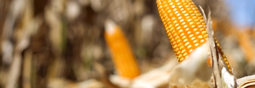 USDA anuncia a venda de 100 mil toneladas de milho para a Colômbia