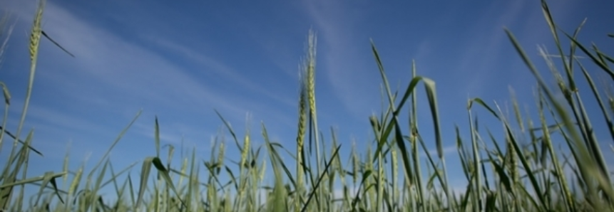 Argentina tem 92% do trigo plantado a nível nacional