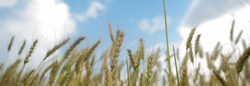 Clima adverso prejudica safra de trigo do PR, que deve ser inferior a 3 mi t