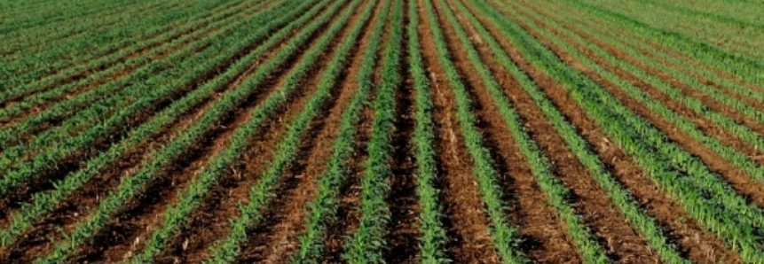 Cepea: Agronegócio produz mais a preço menor e ajuda no controle da inflação