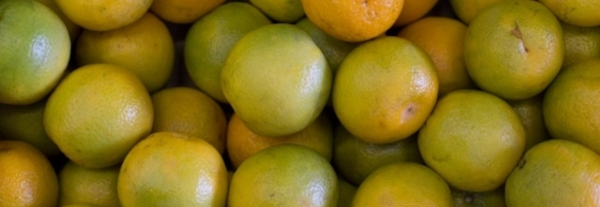 Citros/CEPEA: Preço da laranja segue estável; Tahiti registra alta