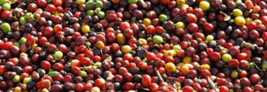 Em MG, produtores registram perdas de até 20% da produção de café
