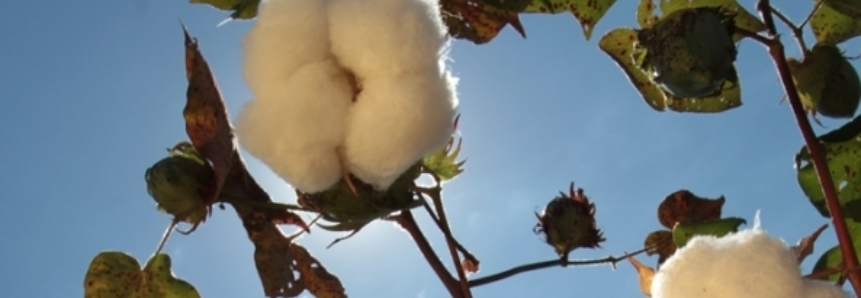Produtividade do algodão baiano é maior dos últimos 5 anos