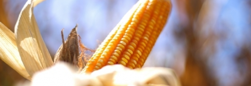 Mato Grosso do Sul poderá estocar milho em armazéns da Conab