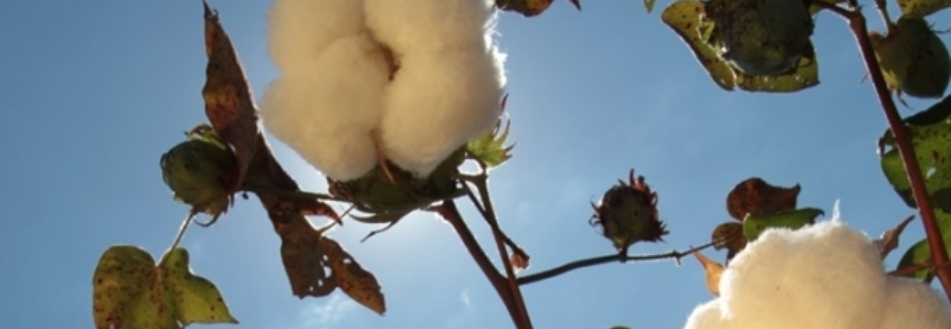 Área de algodão deve crescer 17% na próxima safra e pelo menos 40% da produção brasileira já estaria comercializada