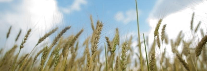 Plantio de trigo atinge 95% no Rio Grande do Sul